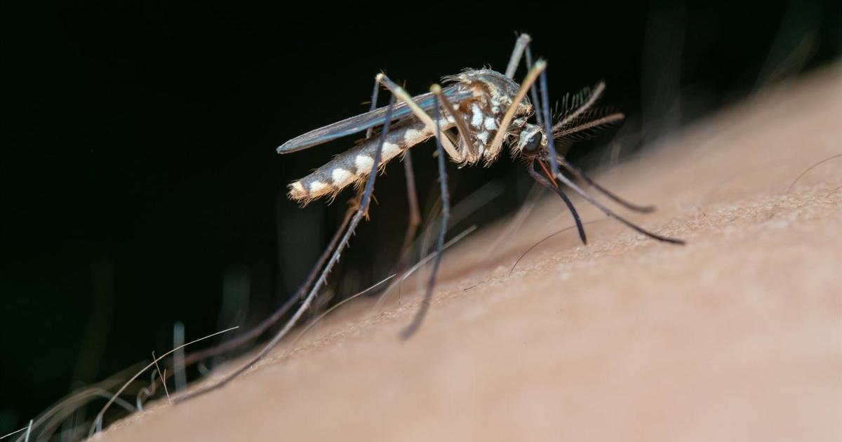 Salud confirma en Mojácar (Almería) el primer caso humano de fiebre del Nilo occidental en Andalucía esta temporada