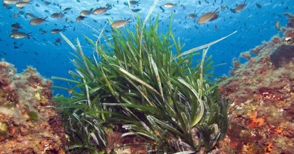 Olas de calor en el mar balear: Los sistemas de medición podrían estar engañándonos