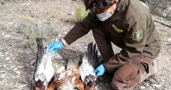 El Govern detecta tres casos de envenenamiento de milanos reales en cotos de caza de Mallorca