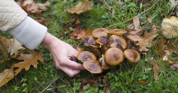 ¿Cuándo empieza la temporada de setas en Mallorca este otoño?