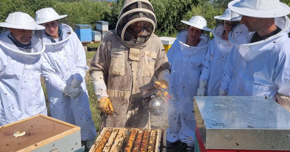 Abejas y experiencias, la nueva ruta de la miel