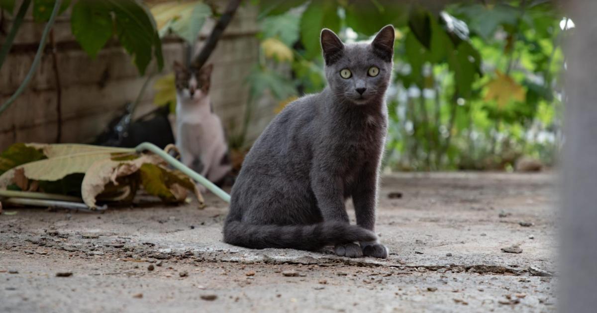 Se acabó la perromanía: los gatos son las mascotas que más aumentan en Baleares