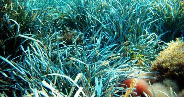 Los científicos avisan: La posidonia oceánica es clave para frenar los efectos del cambio climático