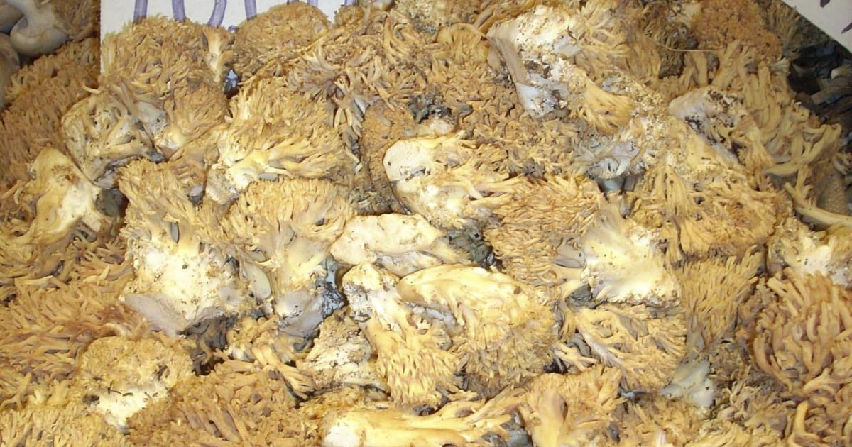 Peu de rata: así es la joya naranja escondida que pinta de otoño los bosques mallorquines