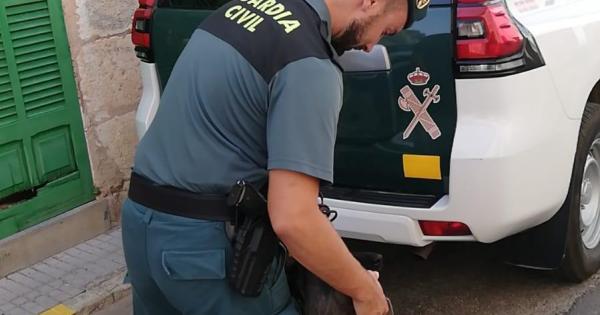 Piden cárcel a un vecino de sa Pobla acusado de alimentar a sus perros con una cría de cabra viva
