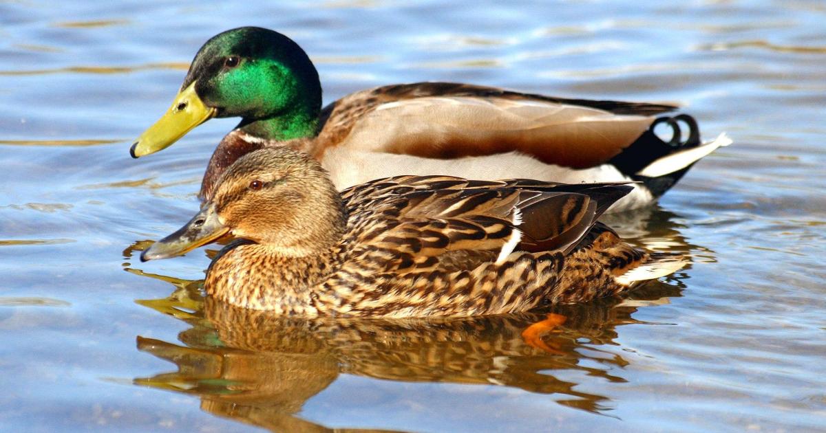 Menos aves invernantes en Baleares