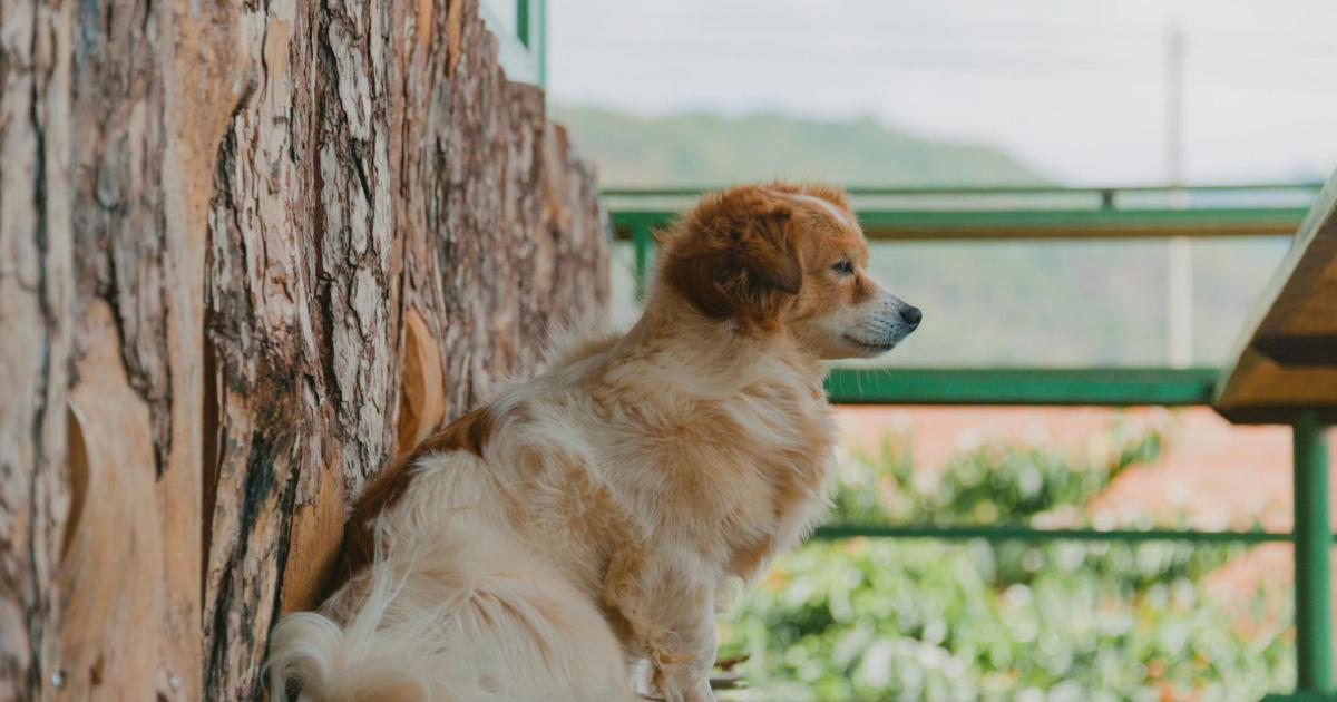 La Ley de Propiedad Horizontal lo confirma: si el perro de un vecino causa molestias reales puedes recurrir al artículo 6