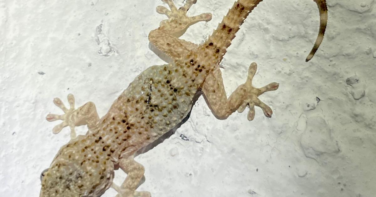 Un estudio detecta parásitos del género ‘Leishmania’ en lagartijas de Mallorca