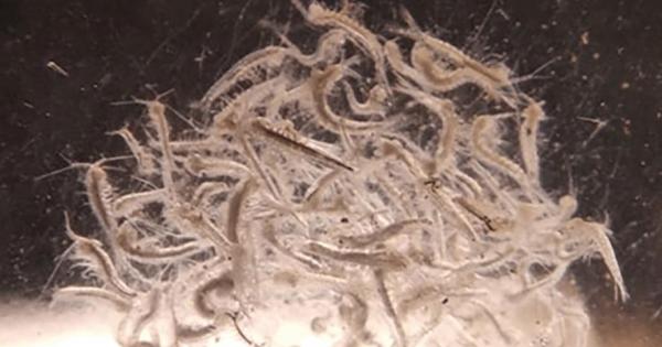 Un cangrejo cavernícola de Baleares tiene la clave para entender la evolución de la fauna subterránea en el Mediterráneo
