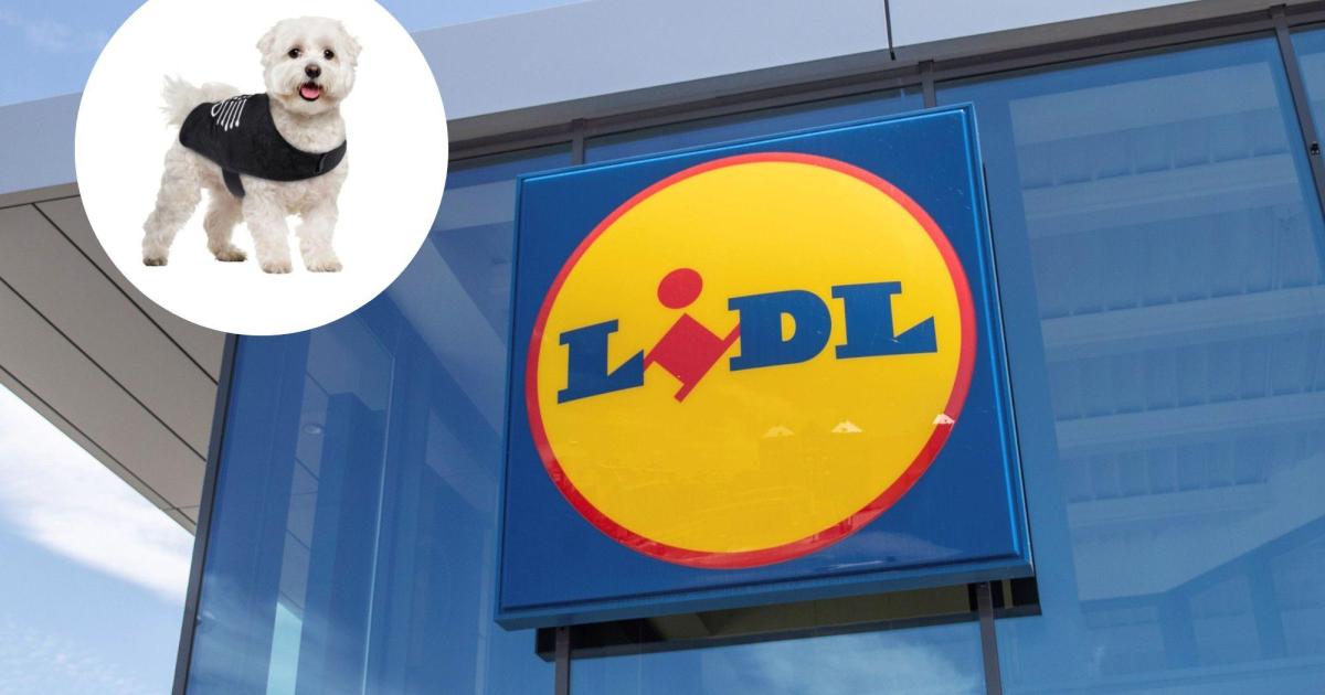 Lidl saca a la venta todo lo que necesitas para Halloween: dos opciones para disfrazar a tu perro por menos de 5 euros