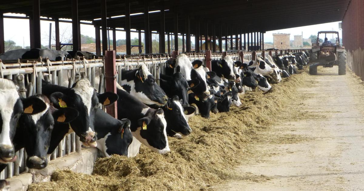 La decisión de Agama de no comprar leche a los payeses de Mallorca afectará el resto de explotaciones lácteas