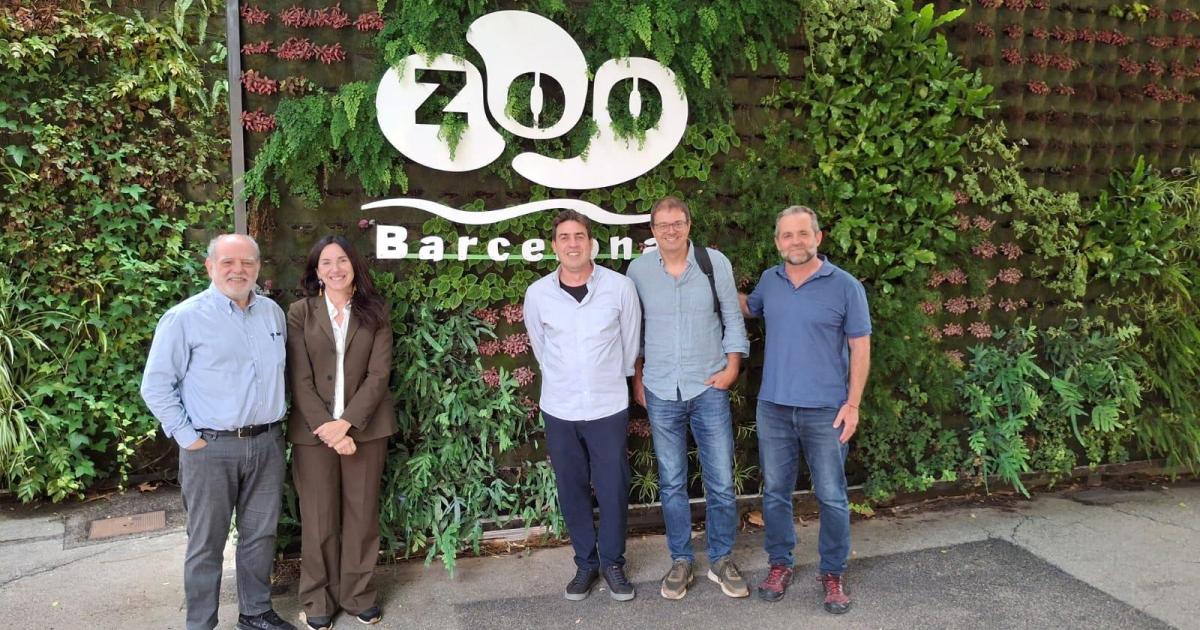 Se amplía el proyecto de protección de la lagartija pitiusa en el Zoo de Barcelona