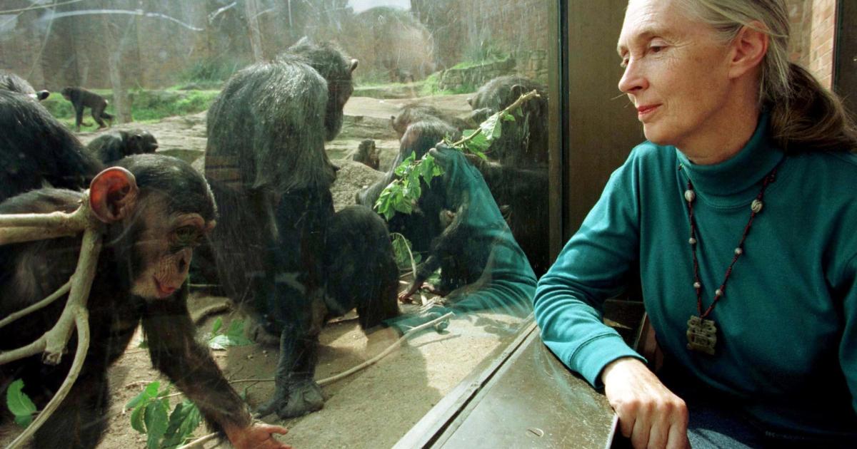 Muere a los 91 años la etóloga británica Jane Goodall, experta mundial en chimpancés