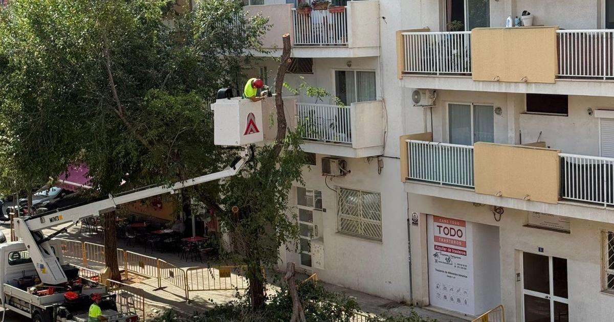 Talan nueve árboles con problemas de seguridad en el barrio de Son Oliva