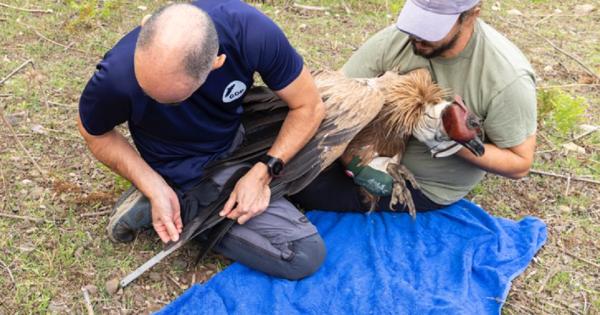 Un proyecto consolida la conservación del buitre negro y del águila pescadora en la Serra
