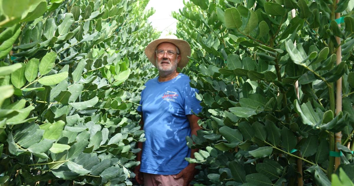 La siembra de algarrobos, a buen ritmo