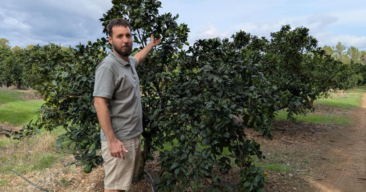 «Nuestros cítricos van del árbol a la mesa en menos de 24 horas»
