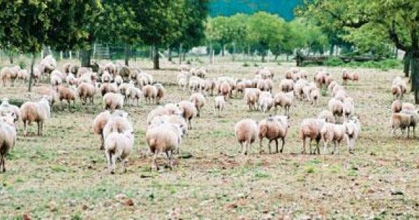 Confirmados diez focos del serotipo 3 de lengua azul en Mallorca