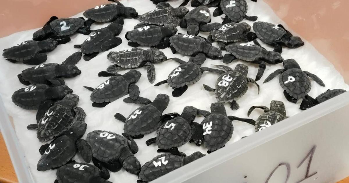 Nacen las primeras crías de tortuga marina del nido localizado en agosto en Ibiza