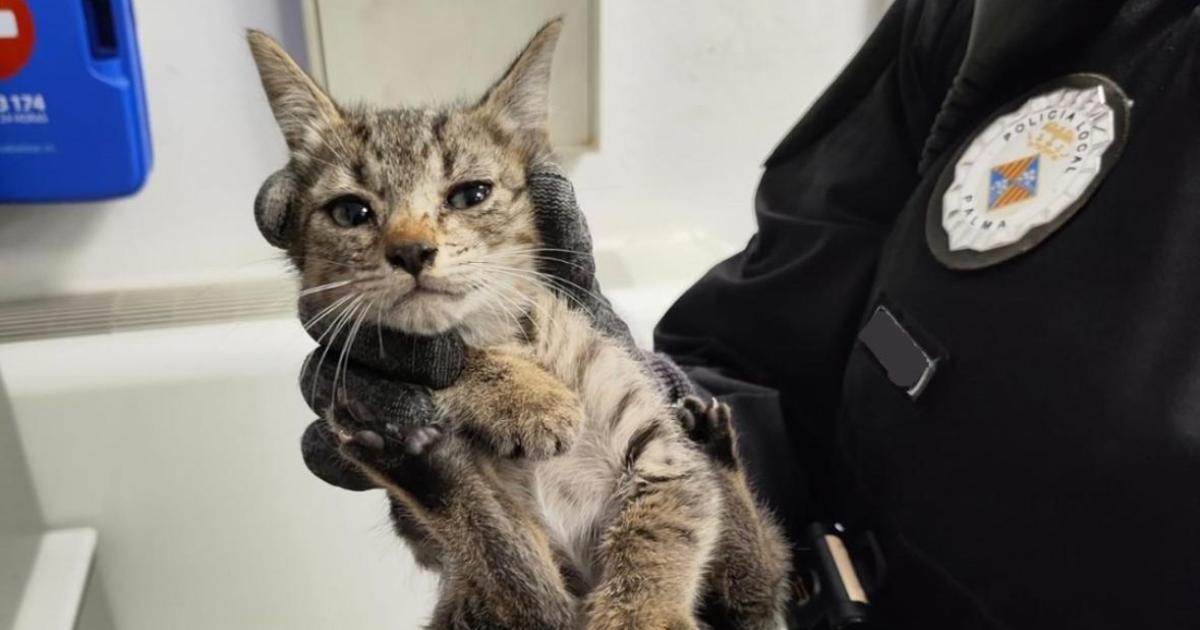 «Cuidado con el gato»: La nota que propició un rescate felino de la Policia Local de Palma