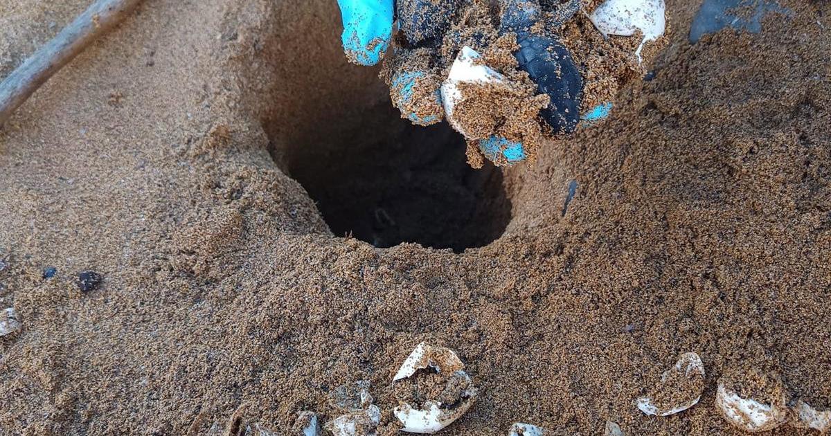 Tortugas marinas en Baleares: encuentran un nuevo nido en Menorca