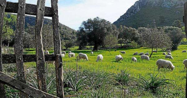 Los payeses podrán habilitar naves sin uso para agroestancias de hasta 10 personas