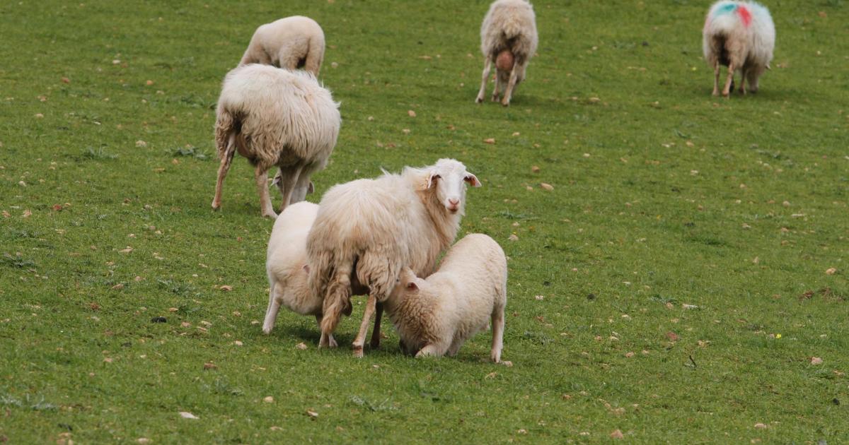 La nueva Ley Agraria genera debate y opiniones confrontadas entre el sector
