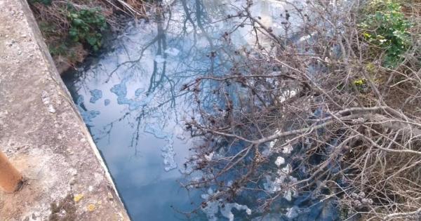 Sencelles denuncia la muerte de árboles por vertidos industriales en el Torrent de Solleric