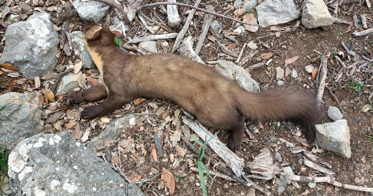 Registrados 1.500 atropellos de animales en Baleares desde enero