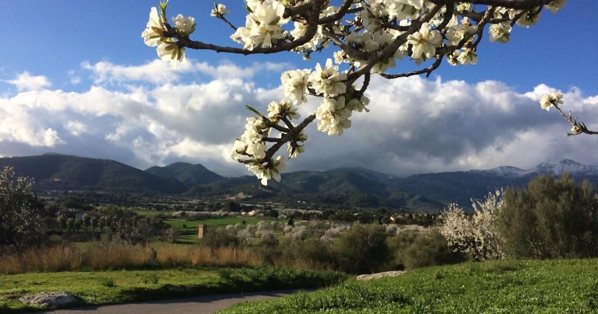 Finaliza la campaña de la almendra de Mallorca: menos producción pero mejor precio