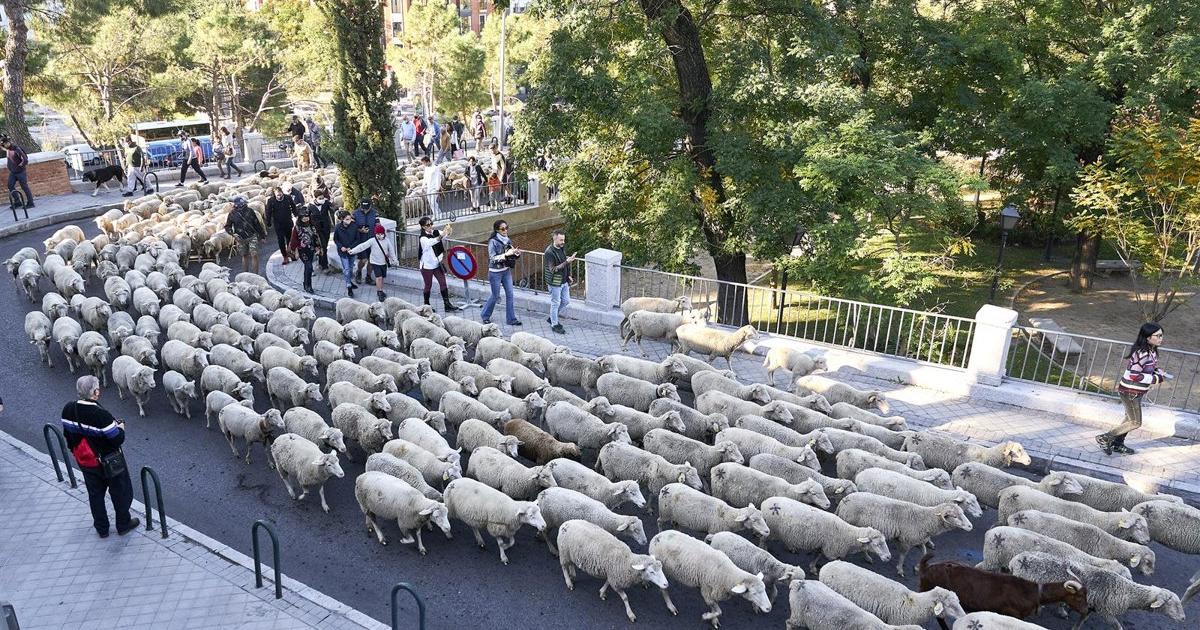 Rebaños de ovejas tomarán el corazón de Madrid este domingo, de Casa de Campo a Cibeles, con la Fiesta de Trashumancia