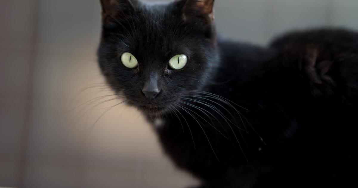 Las protectoras de animales prohíben la adopción de gatos negros durante Halloween: este es el motivo