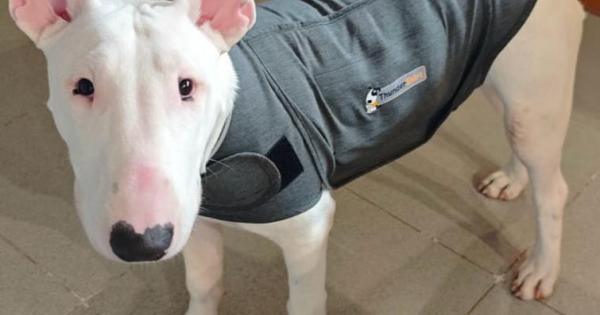 La dueña del perro acusado de atacar a una menor en Palma: «Si le llega a morder de verdad le arranca la cara»