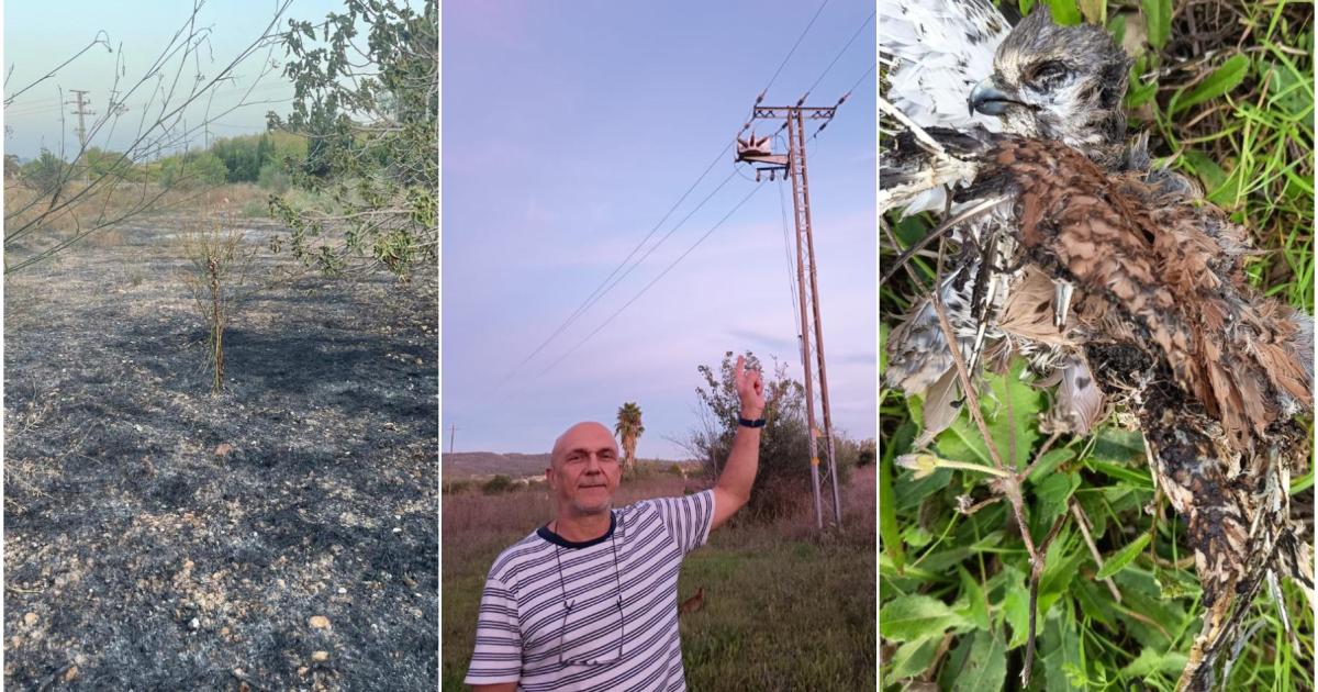 Un vecino de Sant Joan: «Mi casa se ha incendiado hasta seis veces por palomas electrocutadas»