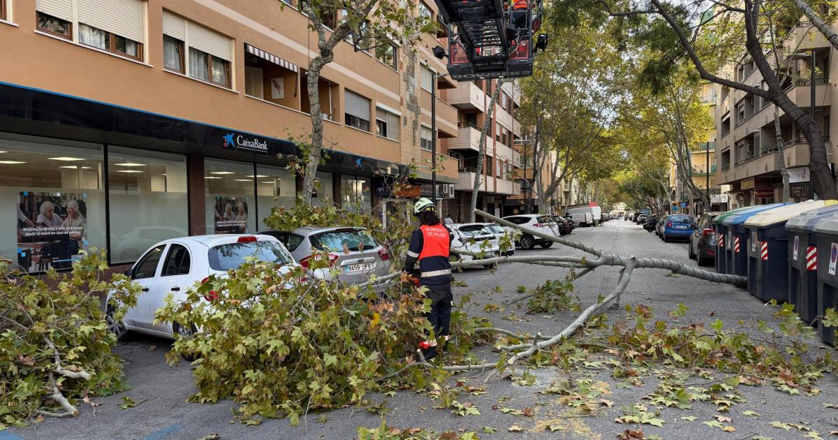 Los fuertes vientos provocan la caída de dos árboles en Palma