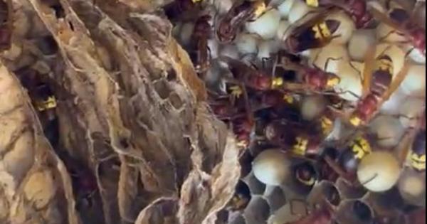 Especies invasoras en Mallorca: Hallados por primera vez nidos de la avispa oriental invasora