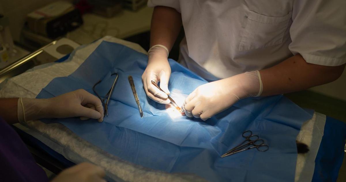 Finalizan las necropsias de los perros fallecidos en el barco y se tomará declaración a sus dueños