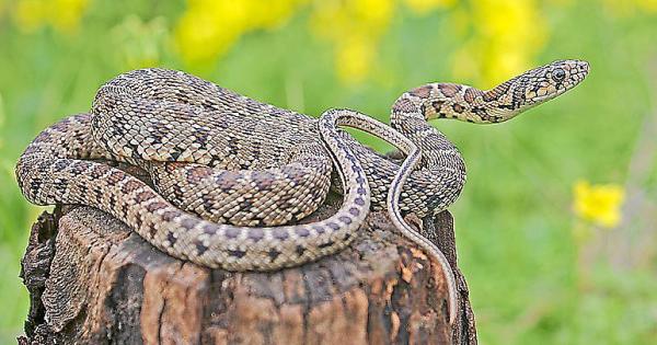 An Astonishing Snake Story from Mallorca: Snake Eats Snake?! 🐍