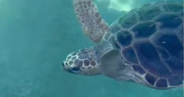 Leaving the Troubled Seas for a Warm Haven: The Inspiring Recovery Journey of 'Abril' 🐢✨