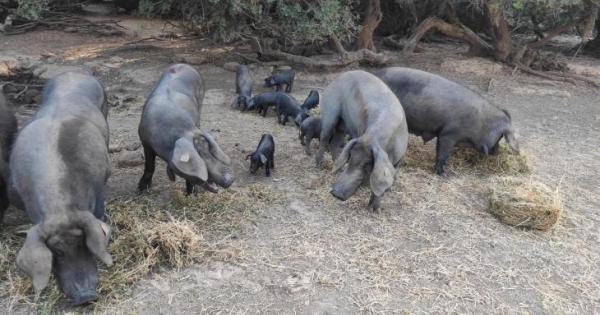 'Porcella' Prices Amidst Swine Flu Aftermath: Where Do Farmers' Hopes Lie?