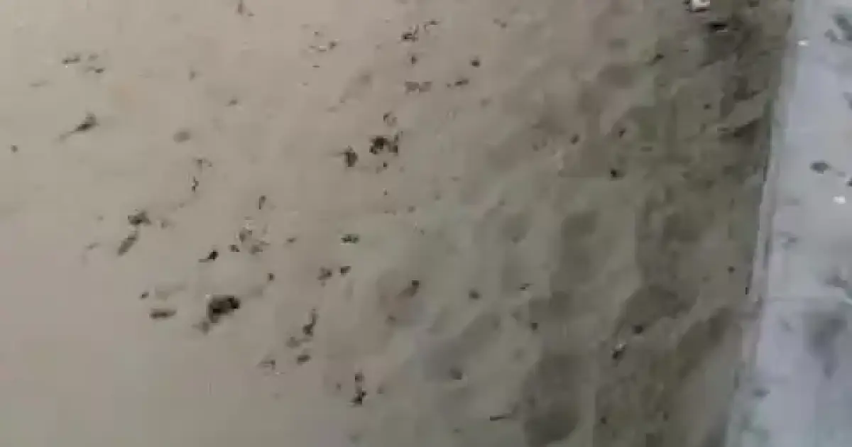 Nueva jornada de incivismo en Playa de Palma: «Es muy frustrante bajar a la playa y encontrarla llena de basura»