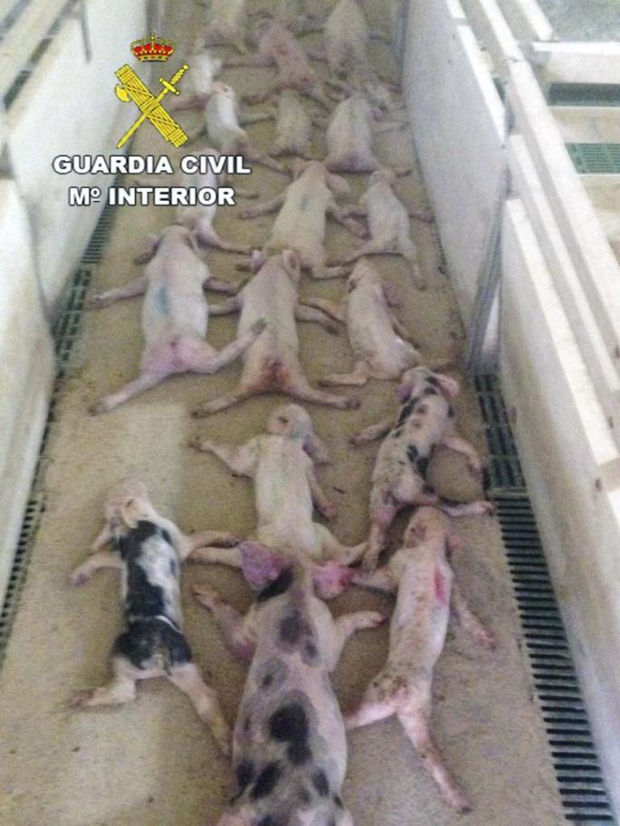 MATAN A 19 LECHONES SALTANDO SOBRE ELLOS Y LO DIFUNDEN POR WHATSAPP