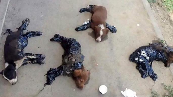 Cachorros en alquitrán