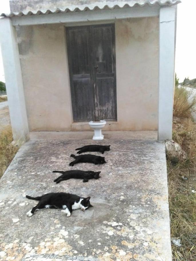 Denuncian la muerte de cuatro gatos para realizar una foto artística