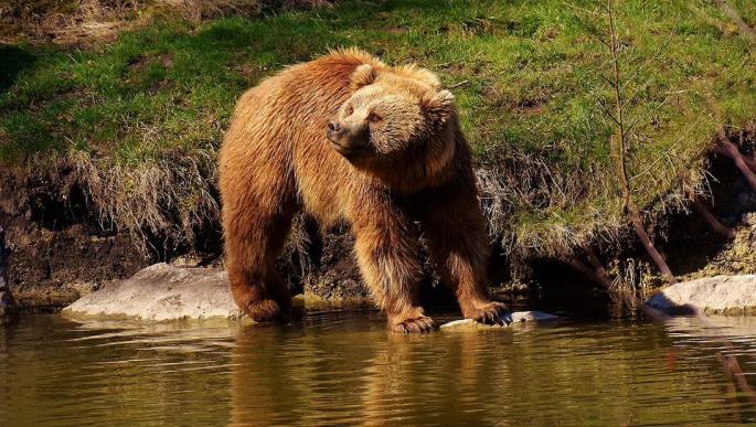 Oso