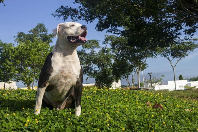 En estado grave un niño mordido por un pitbull