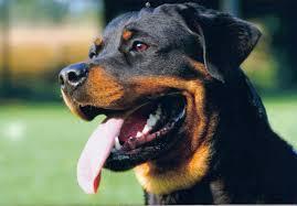 Perro rottweiler