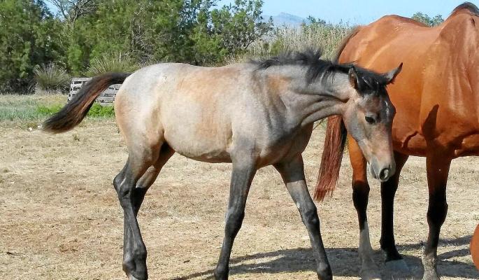 Maltrato animal en Alcúdia