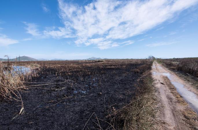 Controlado el incendio de S'Albufera de Mallorca tras quemar 438 hectáreas