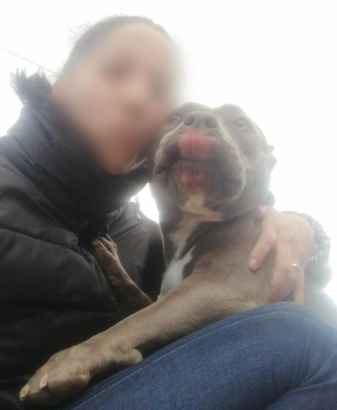Recuperan el American Bully Pocket robado de una finca de Consell para peleas de perros